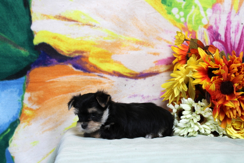 puppy, for, sale, Morkie, Matthew B. Stoltzfus, dog, breeder, Gap, PA, dog-breeder, puppy-for-sale, forsale, nearby, find, puppyfind, locator, puppylocator, aca